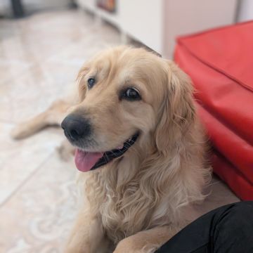 Juliana Bardini - Pet Sitter Famalicão - Vila Nova de Famalicão - Katzenpension