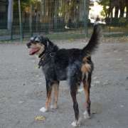 Cão Bento Lisboa - Almada - Hotel de Animais de Estimação