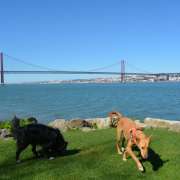 Cão Bento Lisboa - Almada - Creche para Cães
