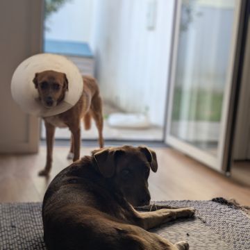 Juliana Bardini - Pet Sitter Famalicão - Vila Nova de Famalicão - Hundesitter