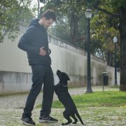 Cão Bento Lisboa - Almada - Dog Walking