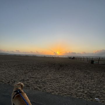 Paws & Care Petsitting - Nazaré - Hotel para Cães