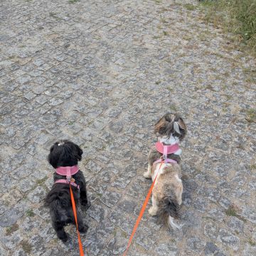 Juliana Bardini - Pet Sitter Famalicão - Vila Nova de Famalicão - Tierpension
