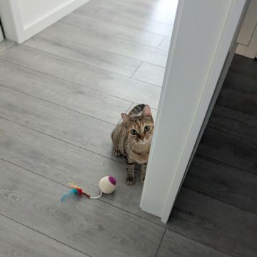 Juliana Bardini - Pet Sitter Famalicão - Vila Nova de Famalicão - Katzensitter