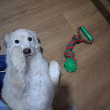 Hundepension