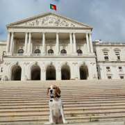 Cão Bento Lisboa - Almada - Pet Sitting