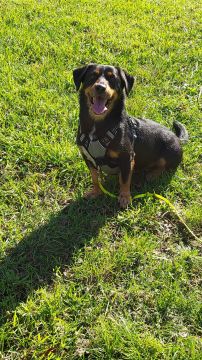 mixdogs - Porto - Dog Sitting