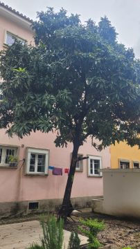 Tree Trimmer