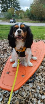 mixdogs - Porto - Dog Training - Private Lessons