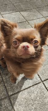mixdogs - Porto - Dog Training - Private Lessons
