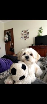 Hotel e Creche para Animais - Animais