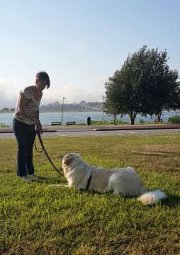 mixdogs - Porto - Pet Sitting
