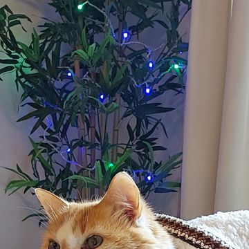 Alê - Braga - Pet Sitting