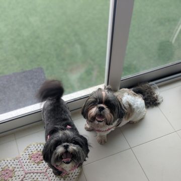 Juliana Bardini - Pet Sitter Famalicão - Vila Nova de Famalicão - Haustiere - Pflege