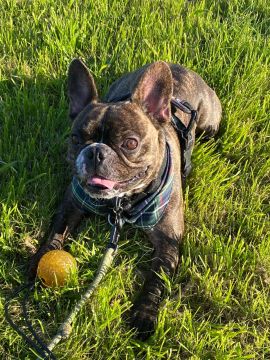 mixdogs - Porto - Dog Walking