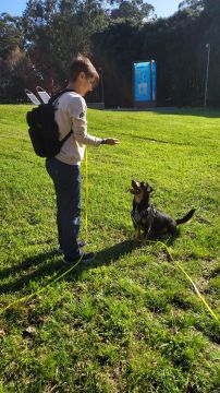 mixdogs - Porto - Pet Training
