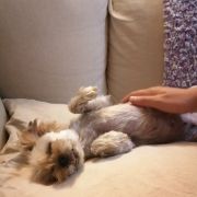 Cão Bento Lisboa - Almada - Creche para Cães