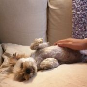 Cão Bento Lisboa - Almada - Pet Sitting e Pet Walking