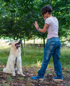 mixdogs - Porto - Animal Behavior Modification