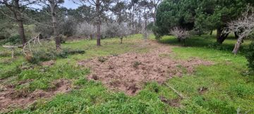 Serviço de Jardinagem