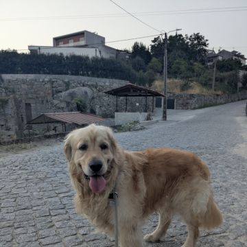 Juliana Bardini - Pet Sitter Famalicão - Vila Nova de Famalicão - Haustierbetreuung