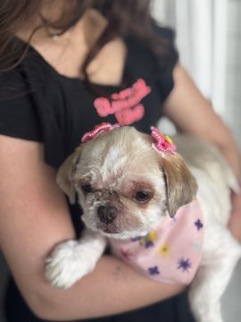 Hotel para Cães