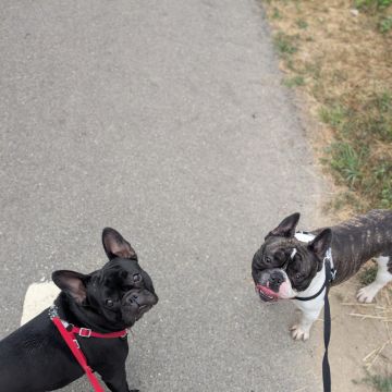 Juliana Bardini - Pet Sitter Famalicão - Vila Nova de Famalicão - Haustierbetreuung und Tierpension