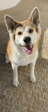 mixdogs - Porto - Pet Sitting and Walking