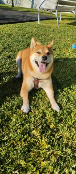 mixdogs - Porto - Dog Training