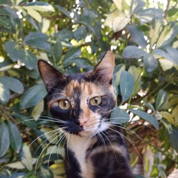 HectorArg - Braga - Photographie de bébés