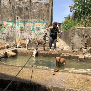 CAYS - Centro Animal Yara Sobral - Sintra - Treino de Cães - Aulas
