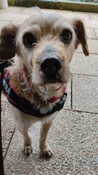mixdogs - Porto - Dog Walking