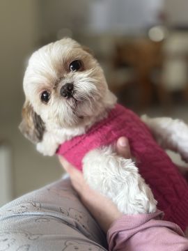 Hotel para Cães
