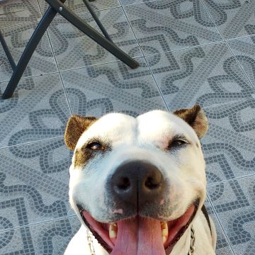 mixdogs - Porto - Dog Walking
