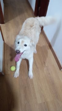 Hundepension - Haustierbetreuung und Tierpension