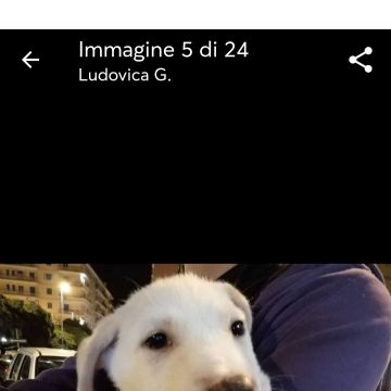 Ludo Dog Sitting Lisboa - Lisboa - Hotel para Gatos