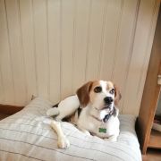 Cão Bento Lisboa - Almada - Hotel e Creche para Animais