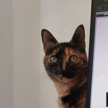 Alê - Braga - Pet Sitting e Pet Walking