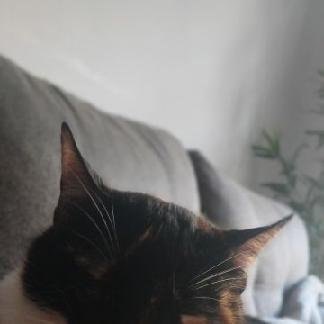 Alê - Braga - Cat Sitting
