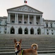Cão Bento Lisboa - Almada - Hotel de Animais de Estimação