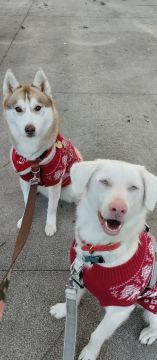mixdogs - Porto - Pet Sitting