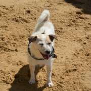 Cão Bento Lisboa - Almada - Hotel e Creche para Animais