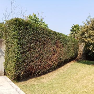 Miguel correia - Vila Verde - Poda y mantenimiento de árboles