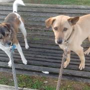 Cão Bento Lisboa - Almada - Pet Sitting