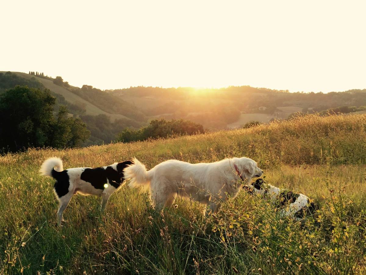 Lets DogWalker/Petsitting/HotelDomiciliar - Viseu - DJ