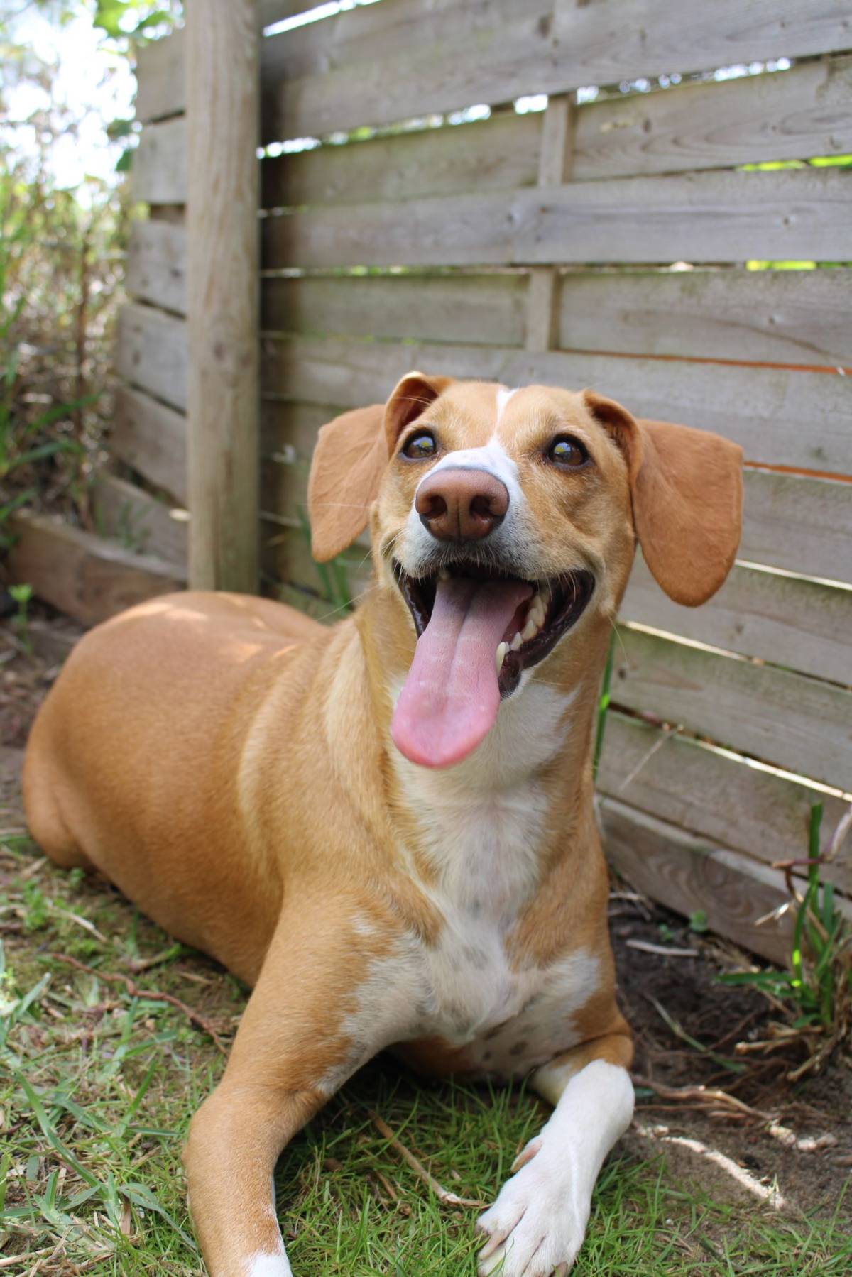 SweetPaws Petsitting - Sesimbra - Pet Sitting