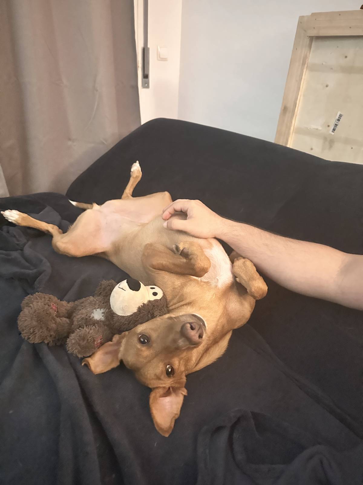 Lets DogWalker/Petsitting/HotelDomiciliar - Viseu - Haustierbetreuung und Tierpension
