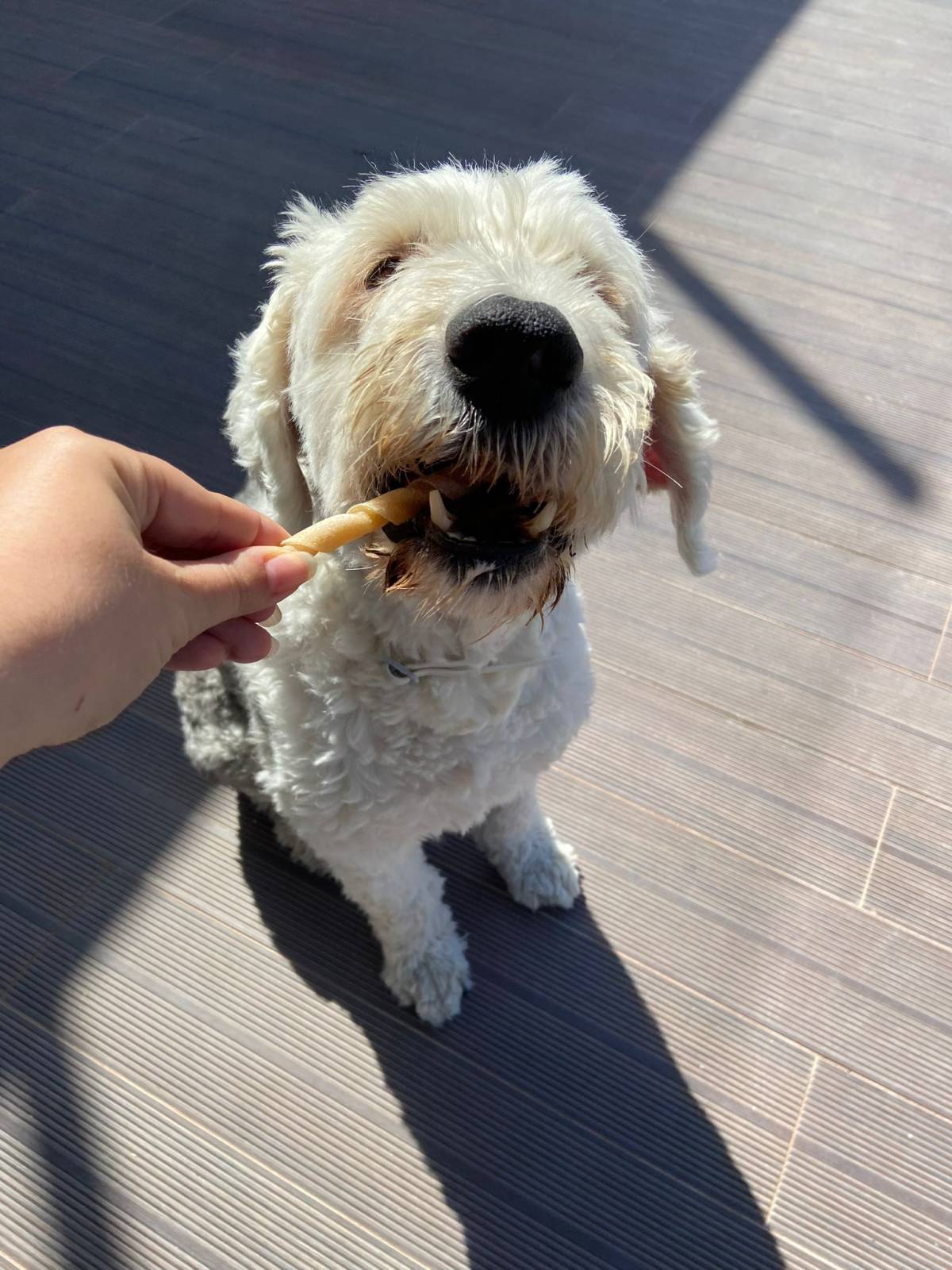 SweetPaws Petsitting - Sesimbra - Dog Walking