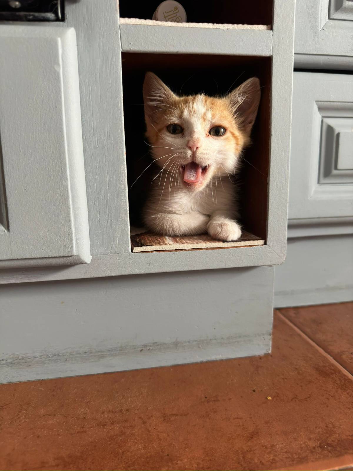 SweetPaws Petsitting - Sesimbra - Cat Sitting