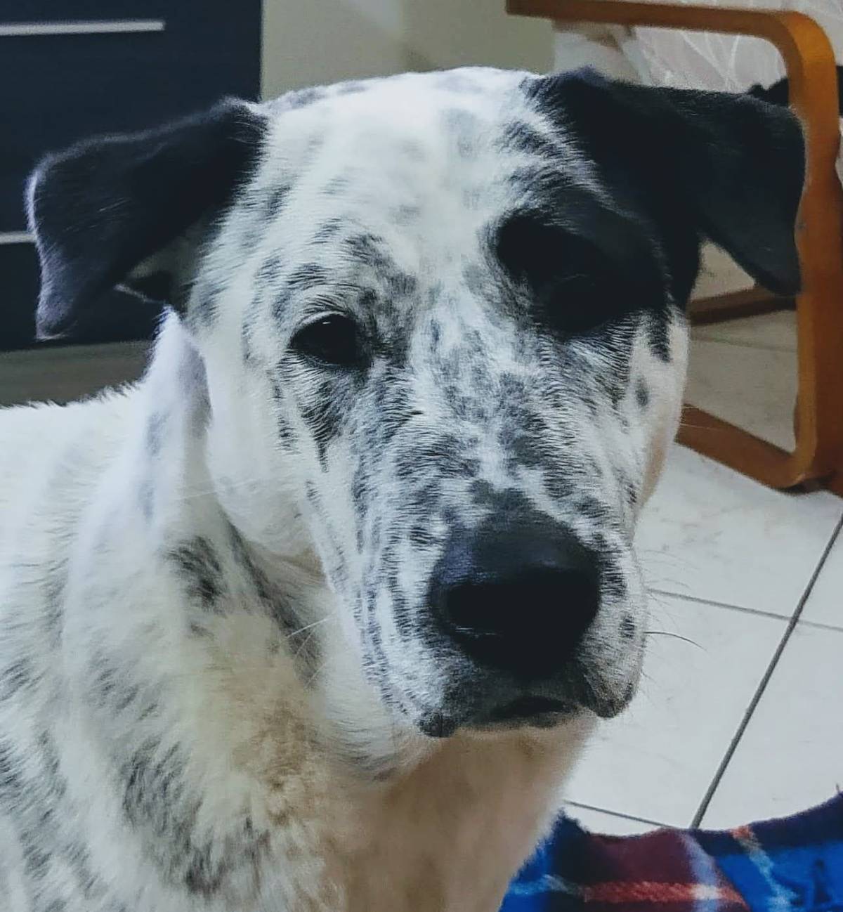 Izoleyde Contezini - babysitting - Ílhavo - Hundeausführung